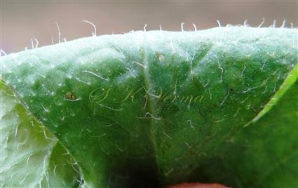  Leaf surfaces pilose